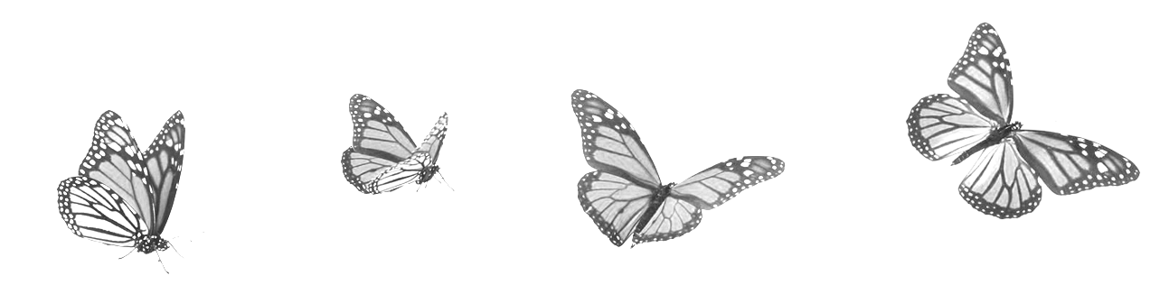 schmetterling
